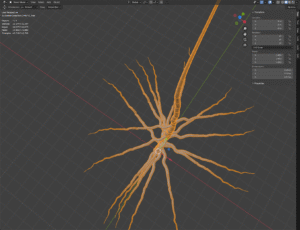 Anordnung der Äste um den Stamm (Rotation)